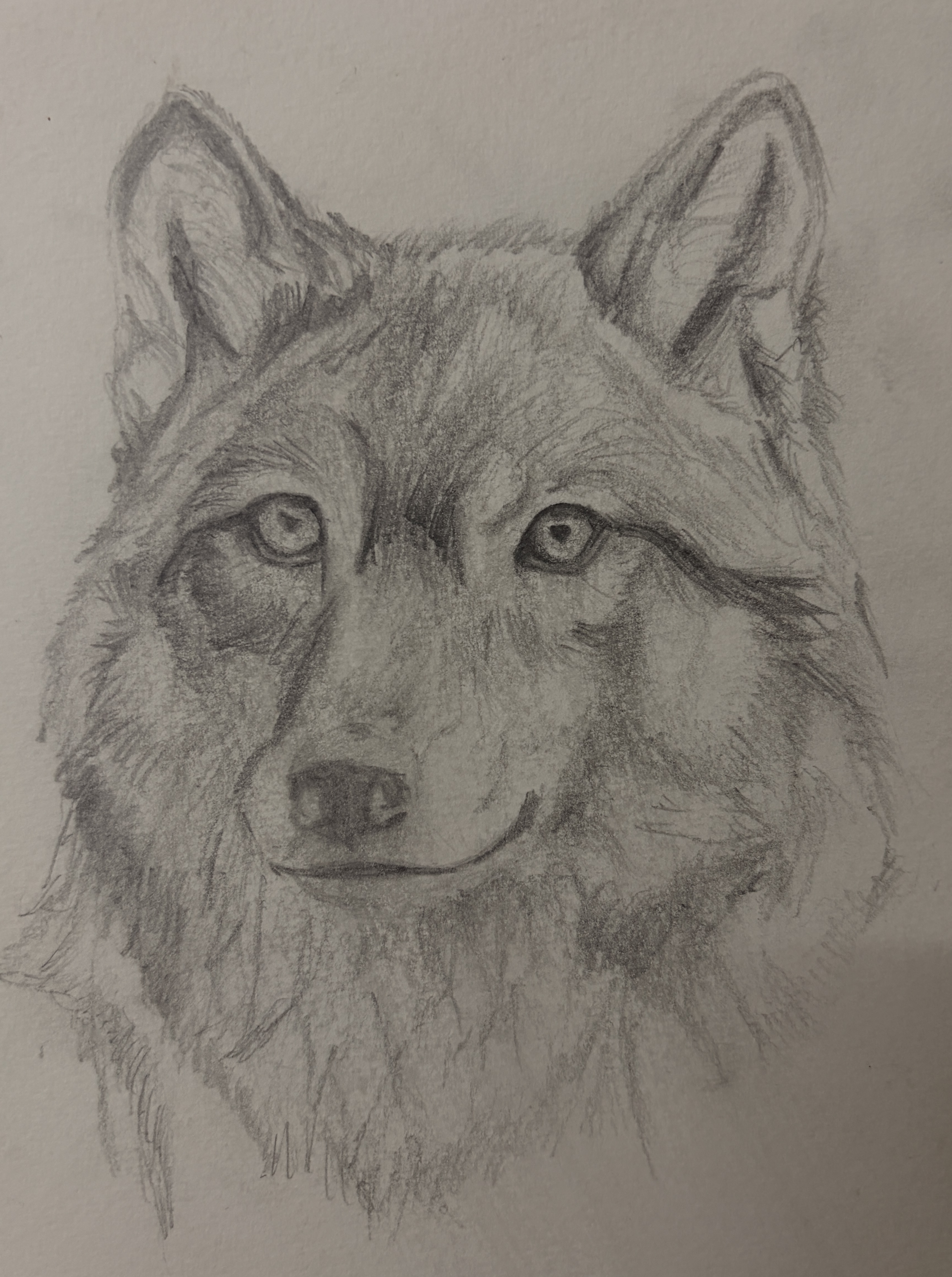 Arctic Wolf Sketch